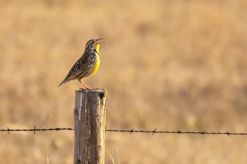 Western meadowlark in the morning light south of Midland.