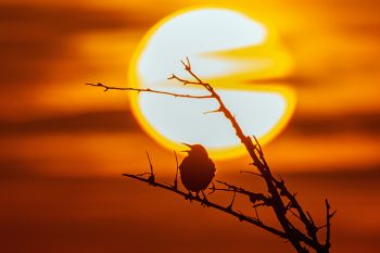 Western meadowlark singing his song as the sun sets near Mayfield in northern Yankton County.