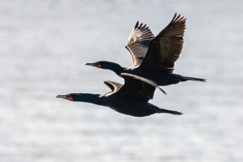 Seeing double. Double-crested cormorants that is. These two were flying over Lake Alvin.