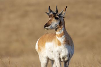 One of two pronghorns that passed near the active prairie-chicken lek.