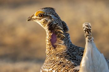 Sharp-tailed Grouse.