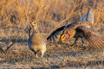 Sharp-tailed Grouse hen fleeing from a would-be suiter.