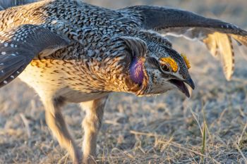 Sharp-tailed Grouse in the early morning light.