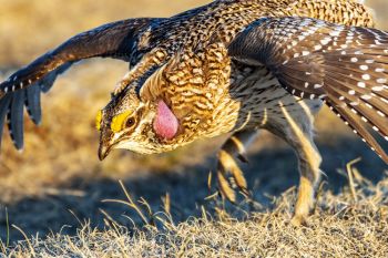 Sharp-tailed Grouse.