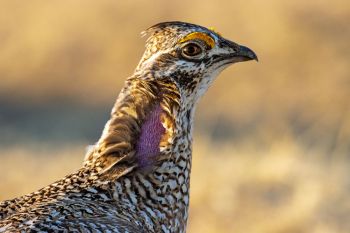 Sharp-tailed Grouse.