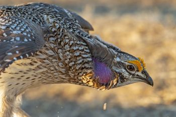 Sharp-tailed Grouse.