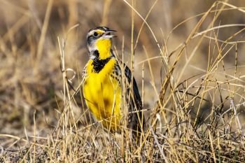 Western Meadowlark singing in the morning sun.