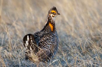 Greater Prairie-Chicken.