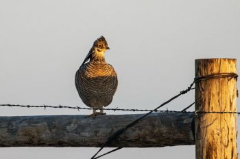 A Greater Prairie-Chicken uses a nearby fence to look across the lek.