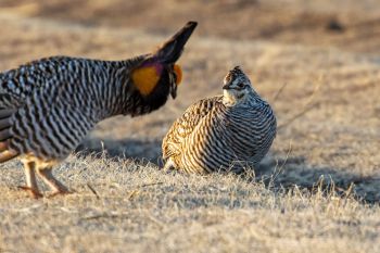 Greater Prairie-Chicken hen watching the dancing.