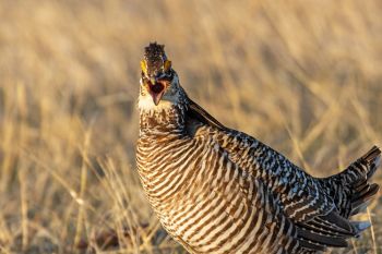 Greater Prairie-Chicken.