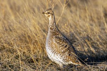 Sharp-tailed Grouse hen looking down the line of dancers.