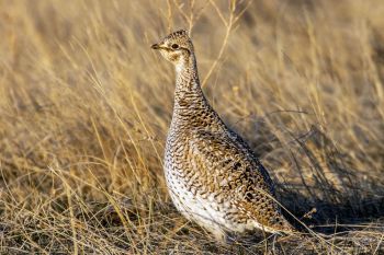 Sharp-tailed Grouse hen looking down the line of dancers.