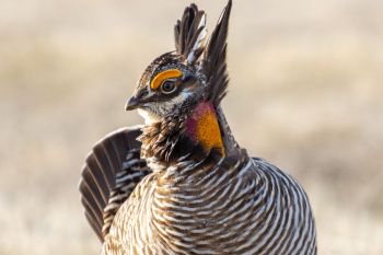 Greater Prairie-Chicken.