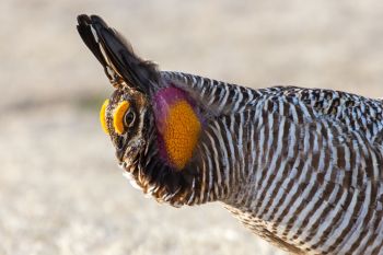 Greater Prairie-Chicken.