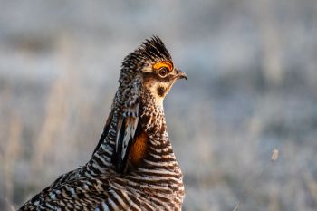 Prairie chicken portrait.