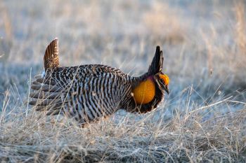 Prairie chicken at Fort Pierre National Grasslands.