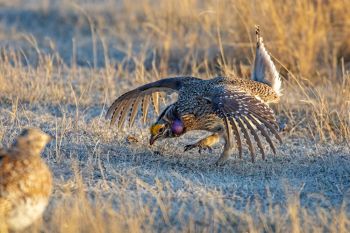 Sharp-tailed grouse at Fort Pierre National Grasslands.