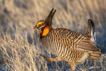 Prairie chicken at Fort Pierre National Grasslands.