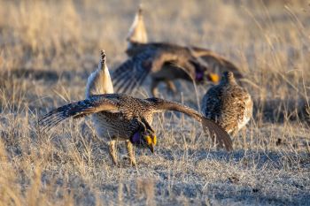 Sharp-tailed grouse at Fort Pierre National Grasslands.