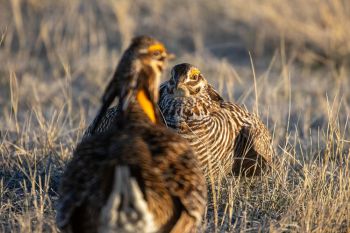 Prairie chickens face off at Fort Pierre National Grasslands.