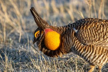Prairie chicken at Fort Pierre National Grasslands.