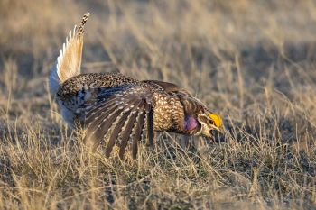 Sharp-tailed grouse at Fort Pierre National Grasslands.