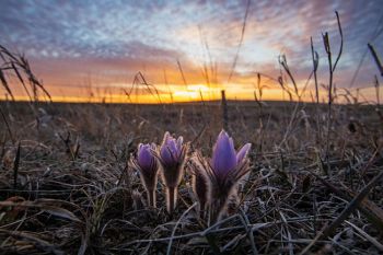 Early pasqueflowers at sunset in the prairie hills of Deuel County.