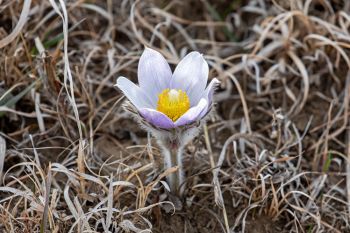First pasqueflower of the season in rural McCook County.
