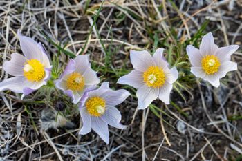 Hanson County pasqueflowers.