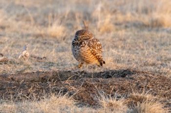 Burrowing owl in the last light of the day at Fort Pierre National Grasslands.