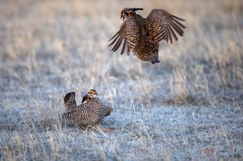 Prairie chicken ninja.