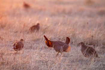 A prairie chicken rooster dances in a group of hens at first light.
