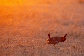 First sunlight on the lek.