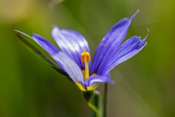 Blue-eyed grass bloom.