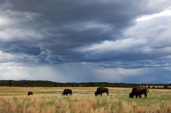 Spring rainstorm over Custer State Park.