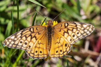 A butterfly that flew directly in front of me and began to nectar directly below.