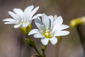 Chickweed blooms.