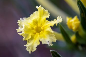 Hoary puccoon.
