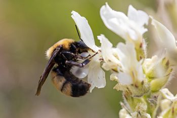 Bumblebee working hard.