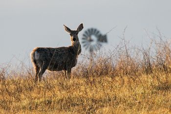 Mule deer and a prairie windmill in Butte County.