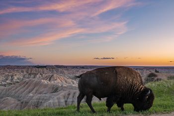 Badlands bison at sunset.