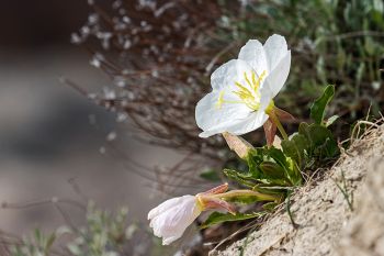 Evening primrose (or gumbo lilies as I’ve heard them called) in bloom at Badlands National Park.