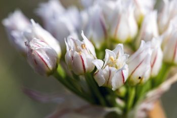 Wild onion blooms.