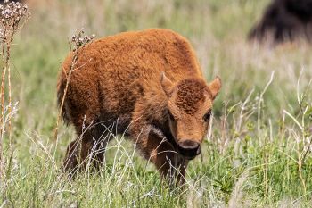 Bison calf at Custer State Park.