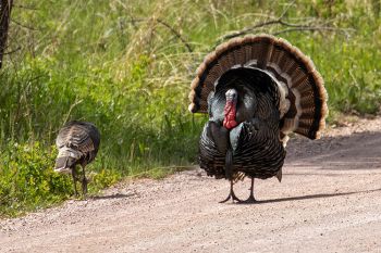 Tom turkey showing off.