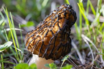 Black morel.