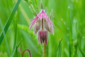Prairie smoke in a light rain at the North Cave Hills in Harding County.