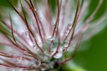 Raindrops on a pasqueflower going to seed in the Cave Hills.