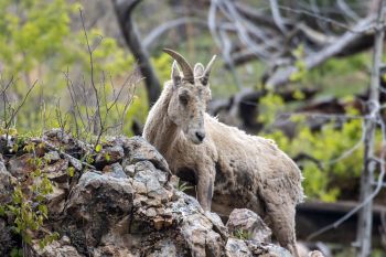 Bighorn sheep ewe at Hell Canyon in Custer County.